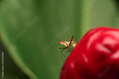 Red eyes insect in the park. Macro single shot using Raynox DCR-250. 