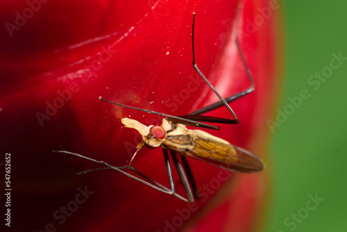 Red eyes insect in the park. Macro single shot using Raynox DCR-250. 