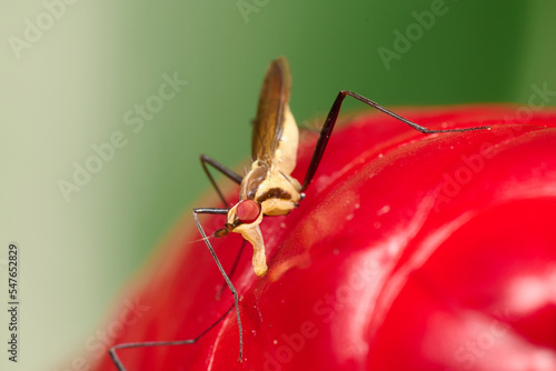 Red eyes insect in the park. Macro single shot using Raynox DCR-250. 