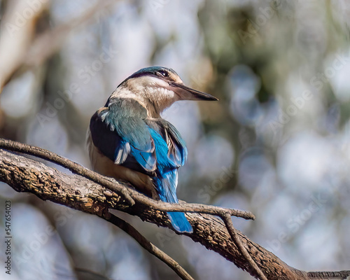 Sacred Kingfisher