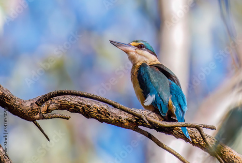 Sacred Kingfisher - looking left