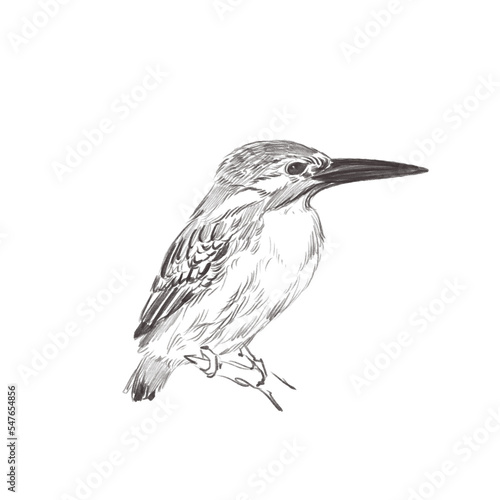 Fotografia, Obraz Line art pencil sketch of forest bird Halcyon