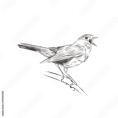 Line art pencil sketch of forest bird Nightingale