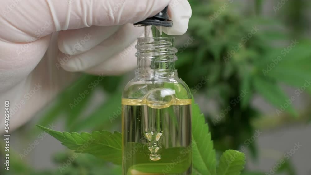 Hemp Oil Research. Researching cannabis for use in medicine, collecting data. Cannabis plant cultivation. Hemp Oil Research. Researching cannabis for use in medicine, collecting data. Cannabis plant cultivation.