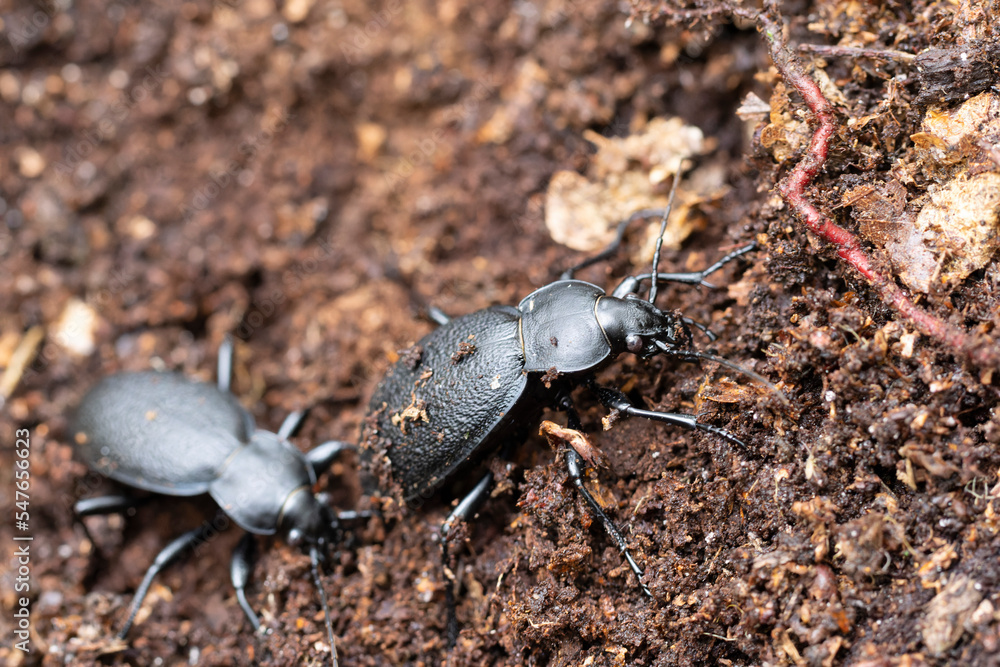 Ground-Beetle Carabus Procrustes coriaceus in close view Ground-Beetle Carabus Procrustes coriaceus in close view