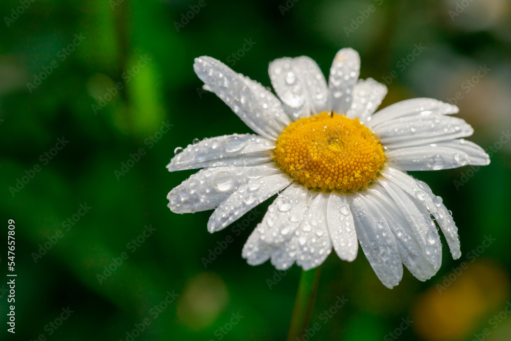 Fototapeta premium Chamomile with early dew in meadow.