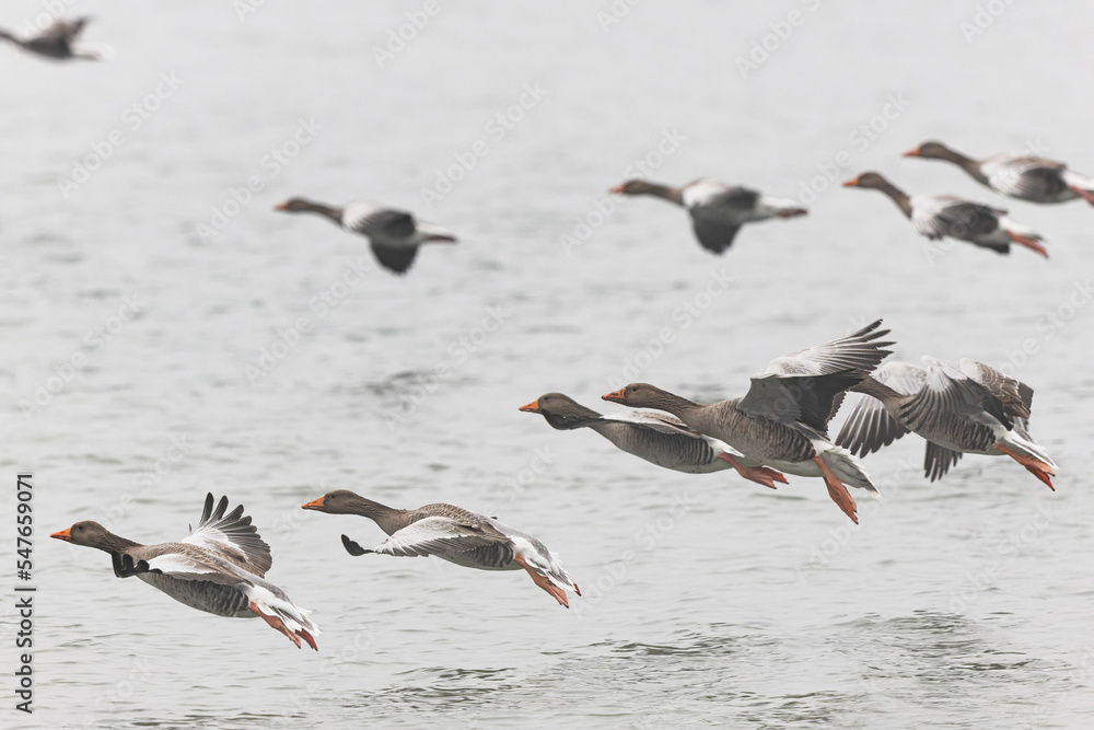 Grey-lag goose Anser anser wintering on the Rhine, France Grey-lag goose Anser anser wintering on the Rhine, France