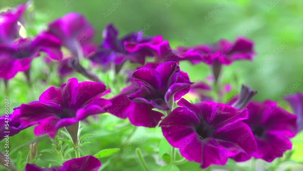 Blooming Petunia flowers in a garden. Close-up of beautiful purple Petunia bells. Vivid violet Summer flowers. Flower bed. Surfinia. Garden, gardening design. Slow motion Blooming Petunia flowers in a garden. Close-up of beautiful purple Petunia bells. Vivid violet Summer flowers. Flower bed. Surfinia. Garden, gardening design. Slow motion