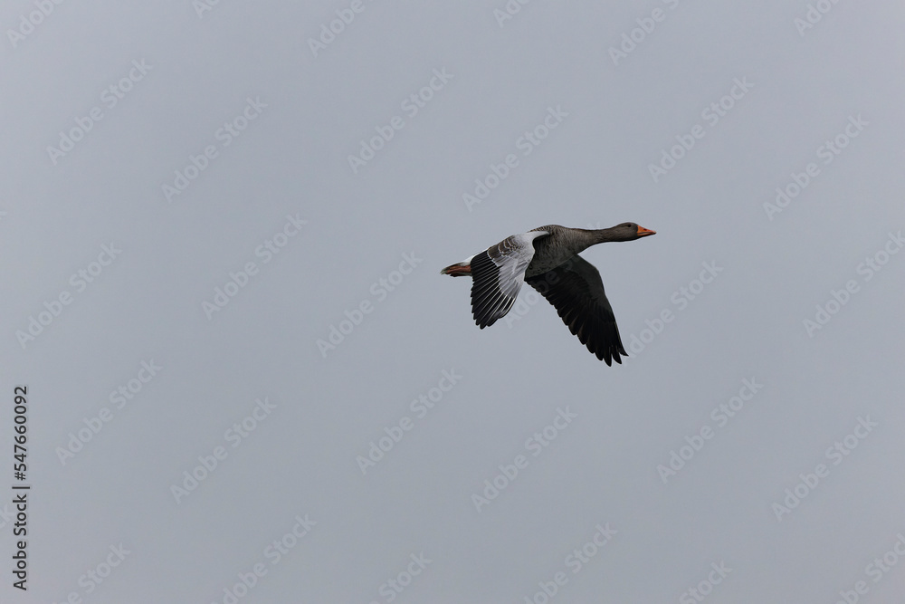 Grey-lag goose Anser anser wintering on the Rhine, France Grey-lag goose Anser anser wintering on the Rhine, France