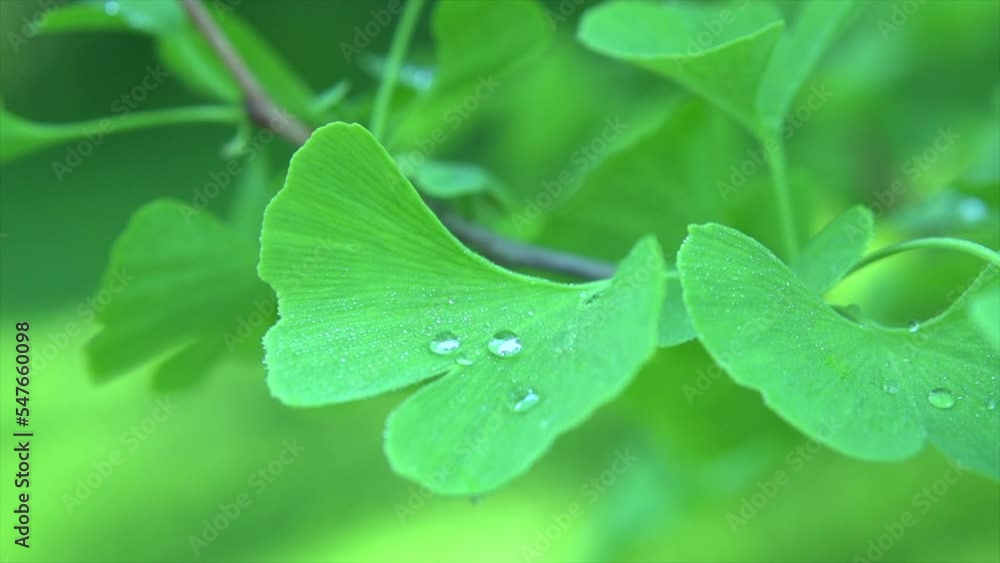 Gingko Biloba tree growing in a garden. Gingko leaf in sun lite. Herbal medicine. Herbs. Alternative medicine concept, border art design. Nature background. Slow motion Gingko Biloba tree growing in a garden. Gingko leaf in sun lite. Herbal medicine. Herbs. Alternative medicine concept, border art design. Nature background. Slow motion
