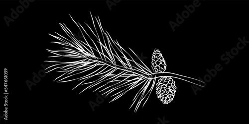 Christmas vector pine branch, pine cones,