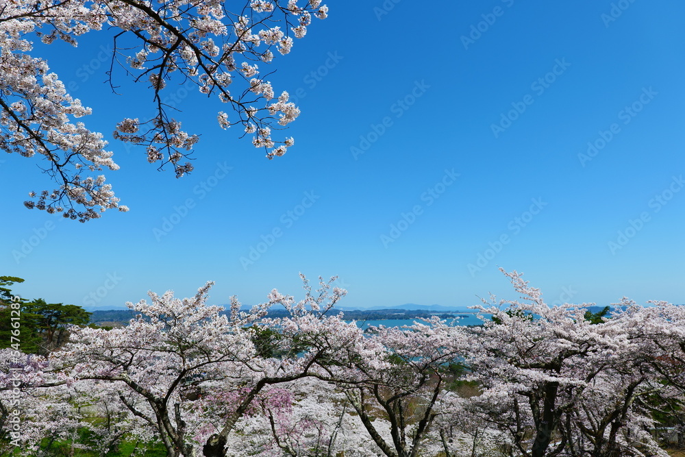 桜満開の西行戻しの松公園より松島を望む。宮城、日本。4月中旬。