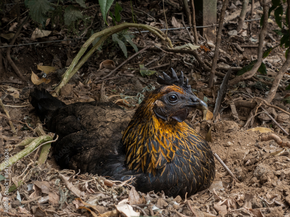 Chicken hen sitting outside Chicken hen sitting outside