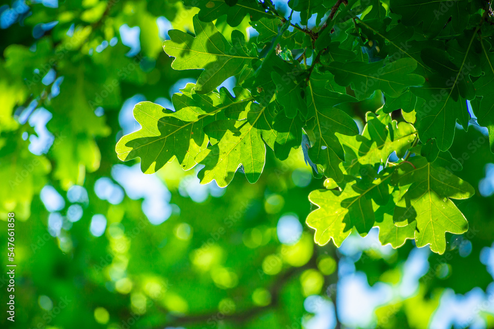 Branch with green oak leaves and sunlight Branch with green oak leaves and sunlight