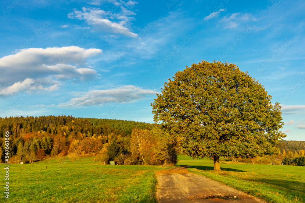 Spaziergang durch den herrlichen Sonnenschein an einen Herbsttag bei Steinbach-Hallenberg - Thüringen - Deutschland