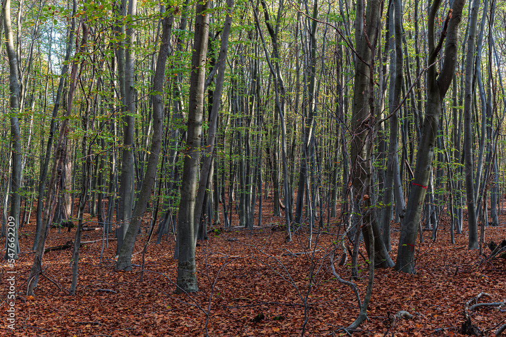 Naklejka premium Herbstwald