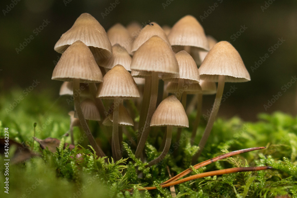 Gruppe von kleinen Pilzen im Moos Gruppe von kleinen Pilzen im Moos
