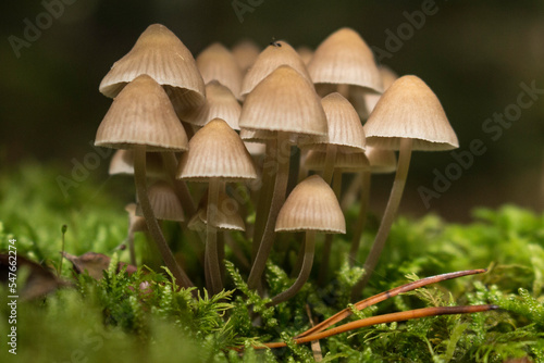 Gruppe von kleinen Pilzen im Moos