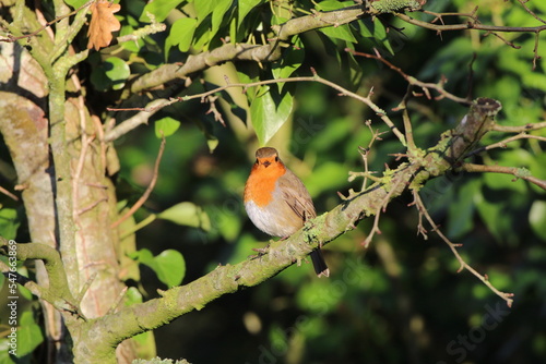 A stunning portrait of a single Robin Redbreast in the forest. These birds are popular at Christmas time and often found on the front of holiday greeting cards. © NW_Photographer
