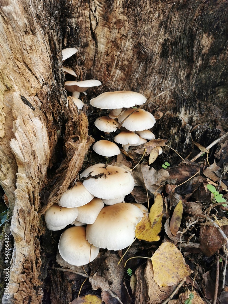 mushrooms in the forest