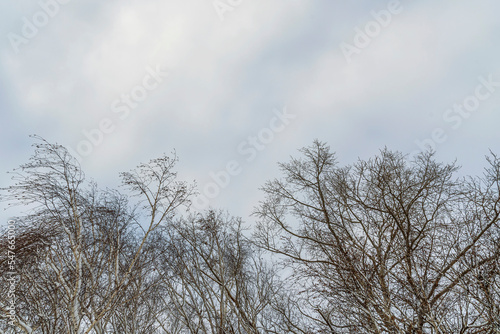 Tree branches without foliage in city park against blue winter sky. Graphic texture.
