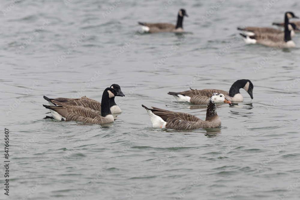 Hybrid between a Canada goose and a Greylag Goose wintering on the Rhine, France Hybrid between a Canada goose and a Greylag Goose wintering on the Rhine, France