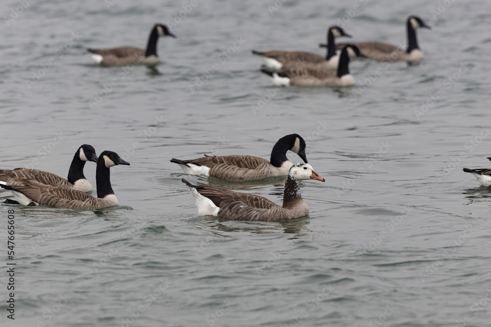 Fototapeta premium Hybrid between a Canada goose and a Greylag Goose wintering on the Rhine, France