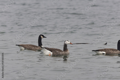 Hybrid between a Canada goose and a Greylag Goose wintering on the Rhine, France