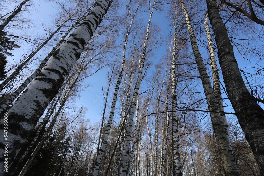 Landscape of a birch forest in winter, with tree trunks rising up. Landscape of a birch forest in winter, with tree trunks rising up.