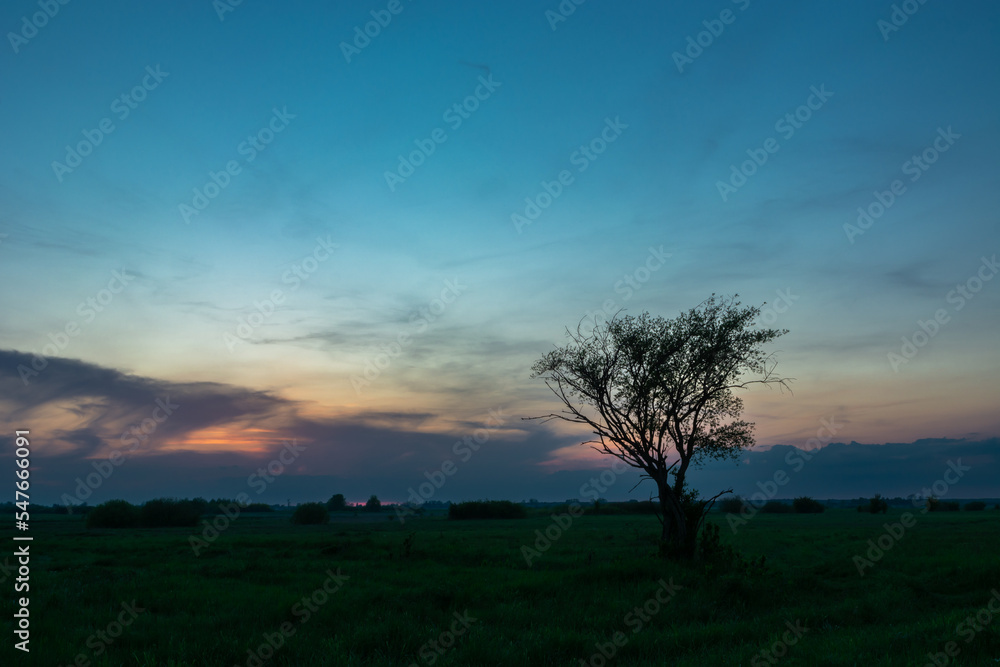 Lonely tree growing in the meadow and the evening sky