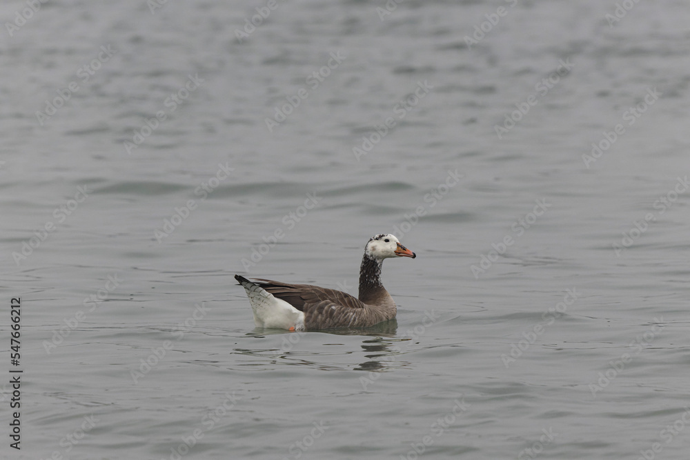 Fototapeta premium Hybrid between a Canada goose and a Greylag Goose wintering on the Rhine, France