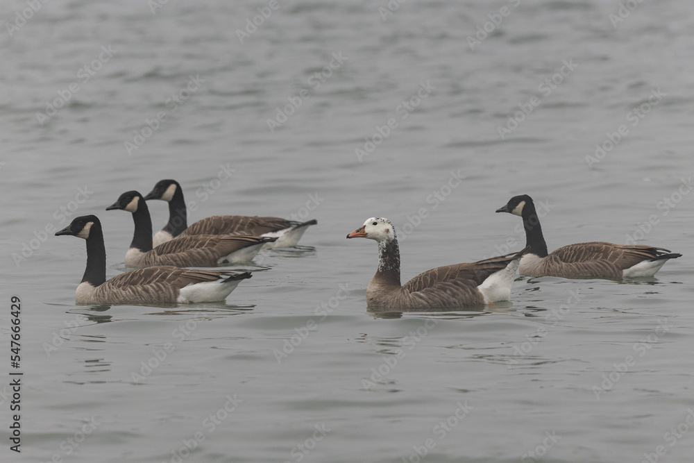 Hybrid between a Canada goose and a Greylag Goose wintering on the Rhine, France Hybrid between a Canada goose and a Greylag Goose wintering on the Rhine, France