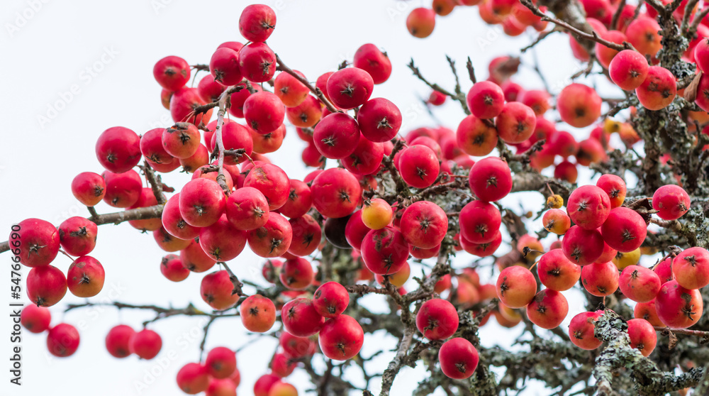 Red Apples On Apple Tree Branch. Red Apples On Apple Tree Branch.