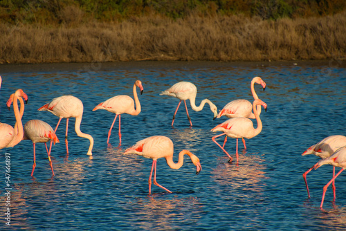 Flamingos in der Camargue in Frankreich