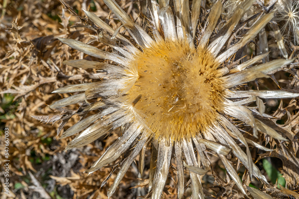 Fototapeta premium Dry inflorescences, Cirsium vulgare. Natural background of autumn in beige tones. Macro close-up. Hight quality photo