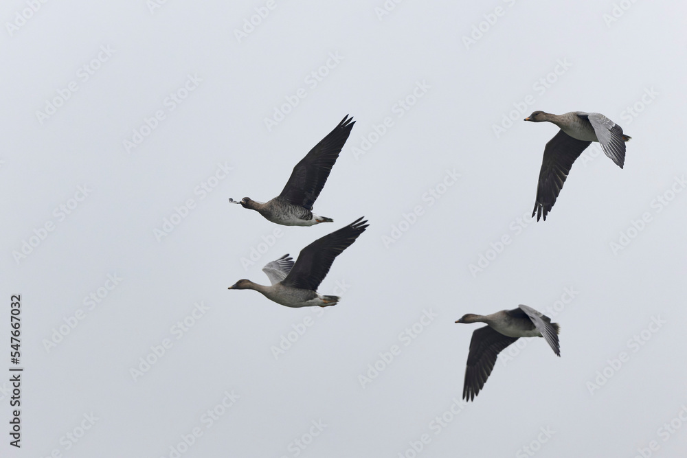 Obraz premium Bean goose Anser fabalis in flight wintering on the Rhine, France