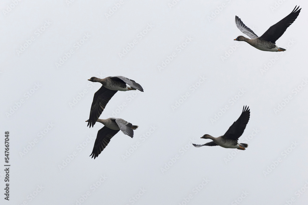 Bean goose Anser fabalis in flight wintering on the Rhine, France Bean goose Anser fabalis in flight wintering on the Rhine, France