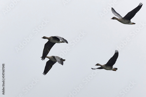 Bean goose Anser fabalis in flight wintering on the Rhine, France