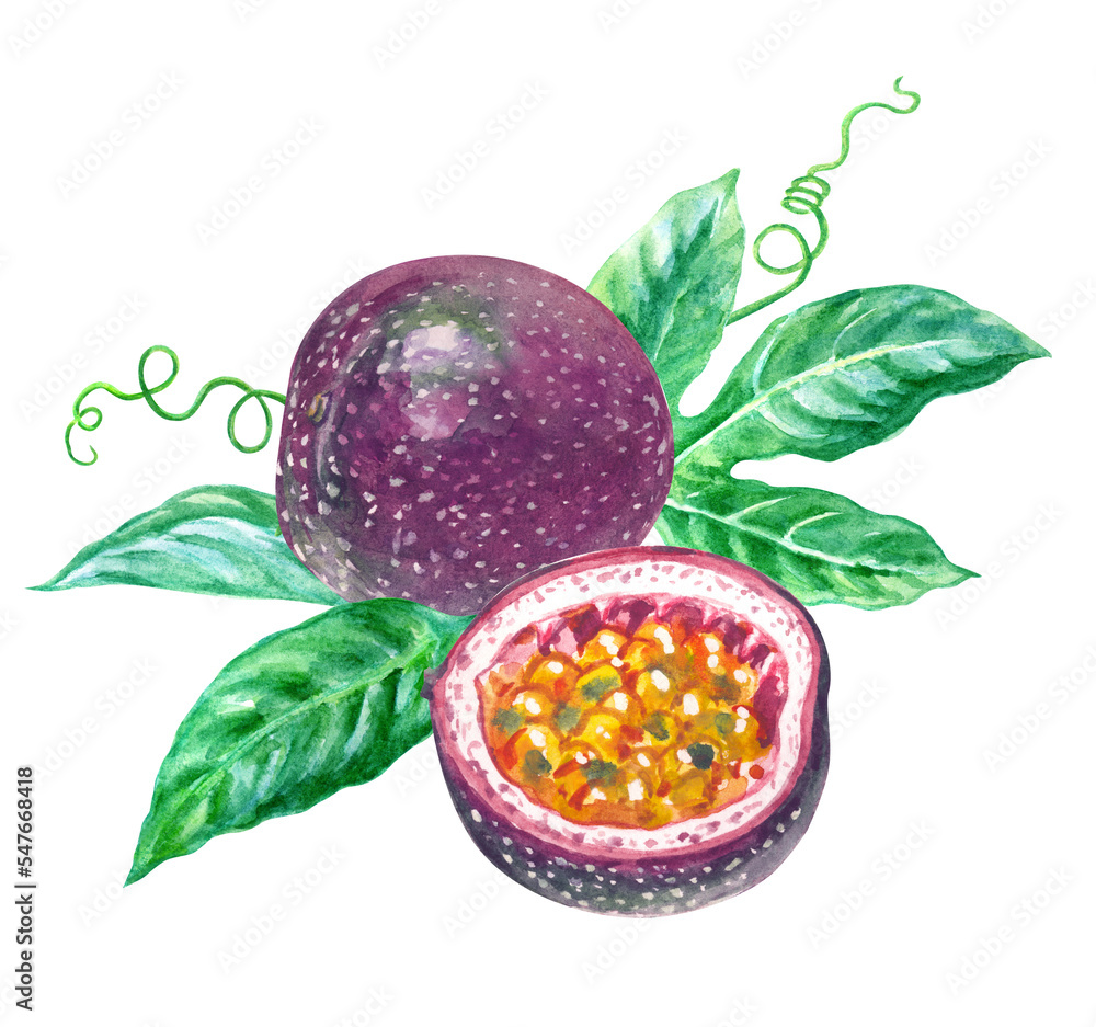 Passion fruit and leaves, watercolor illustration isolated on white ...