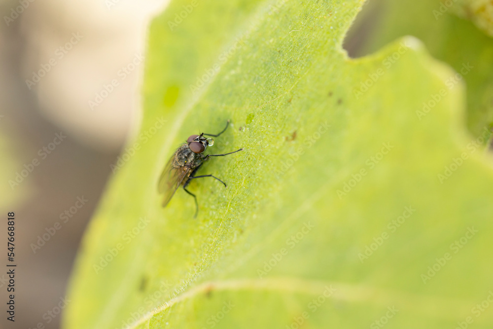 Diptera Fly sitting on a leave or feeding on ripe fruit during autumn in Alsace, France Diptera Fly sitting on a leave or feeding on ripe fruit during autumn in Alsace, France