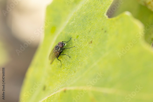 Diptera Fly sitting on a leave or feeding on ripe fruit during autumn in Alsace, France