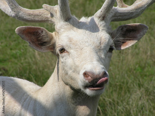 Portrait of a deer  closeup 
