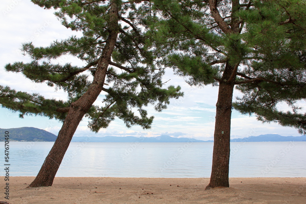 琵琶湖の松の木