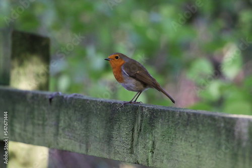 A stunning portrait of a single Robin Redbreast in the forest. These birds are popular at Christmas time and often found on the front of holiday greeting cards.