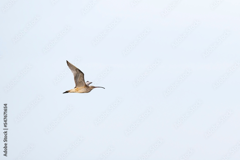 Obraz premium ホウロクシギ飛翔