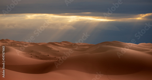 Camel caravan in the desert at sunrise - Sahara, Morrocco