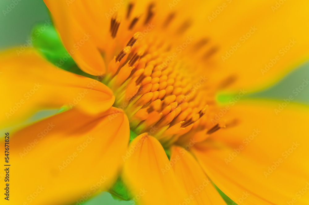 Verde, Flor Amarela, Vegetação, Girassol Grande Verde, Flor Amarela, Vegetação, Girassol Grande