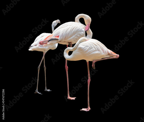 flamingo on black background with clipping path