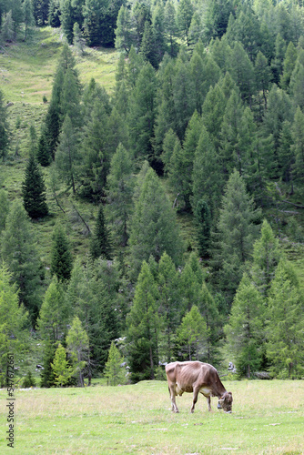 cow grazing in a high mountain meadow