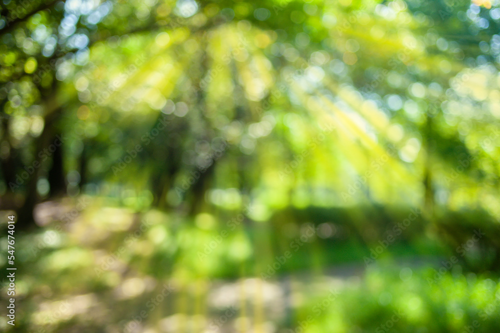 Fototapeta premium green nature blur bokeh background